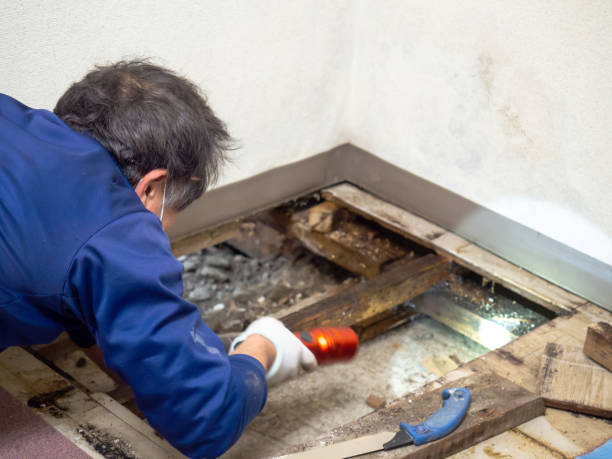 Best Mold Remediation for Specific Building Types in Cibecue, AZ
